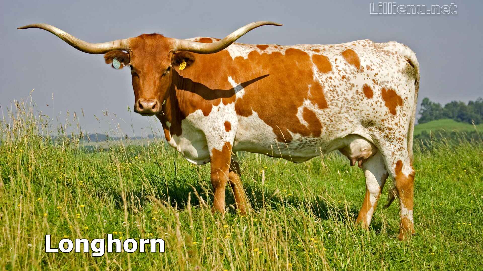 Longhorn