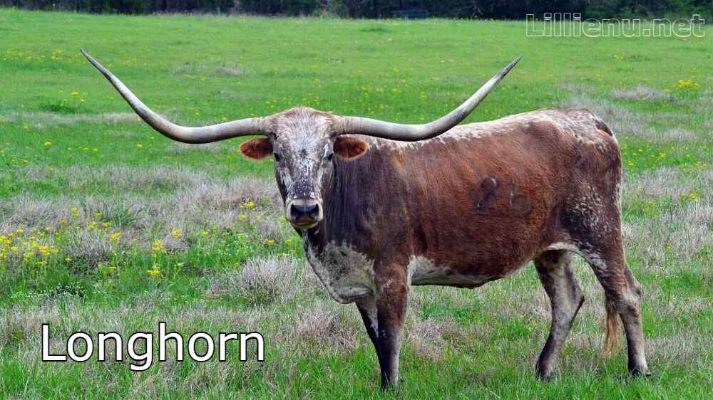 Longhorn