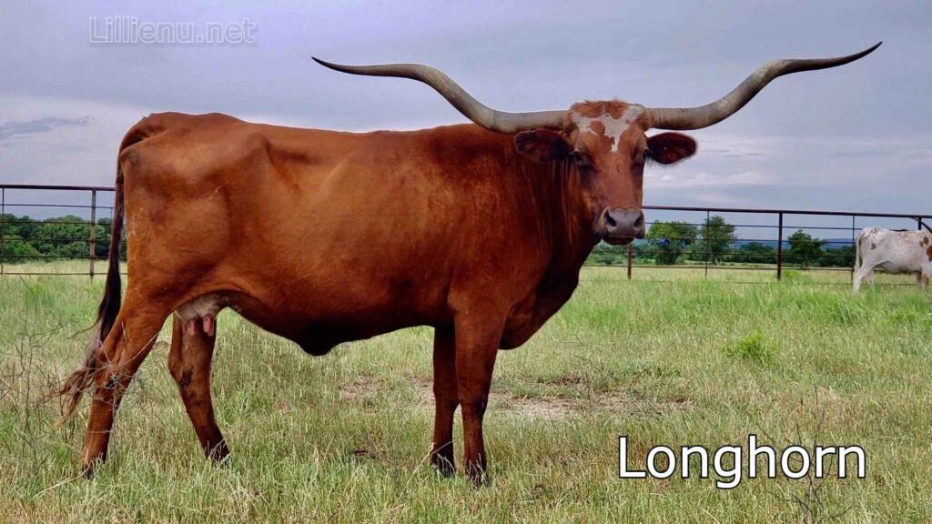 Longhorn